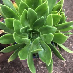 Plantas Suculentas