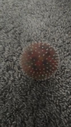 Squishy ball