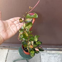 6” hoya australis lisa 