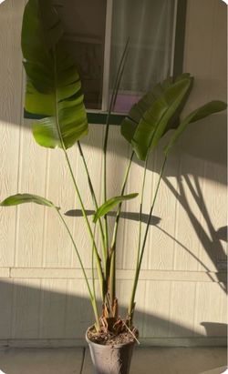 Planta grande $$45