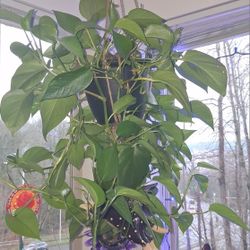 8 Pothos Plants Very Healrhy !  & 1 Large Spider
