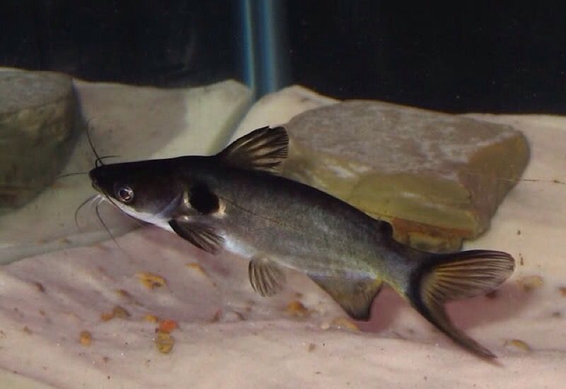 Eclipse catfish for sale.