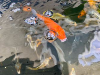 Young Japanese Koi Decir