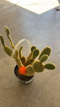 Cactus with decorative flower