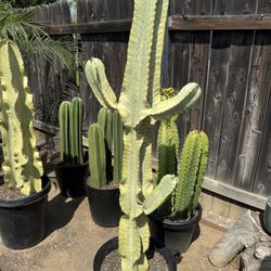 Cactus Plant (American Candelabra)