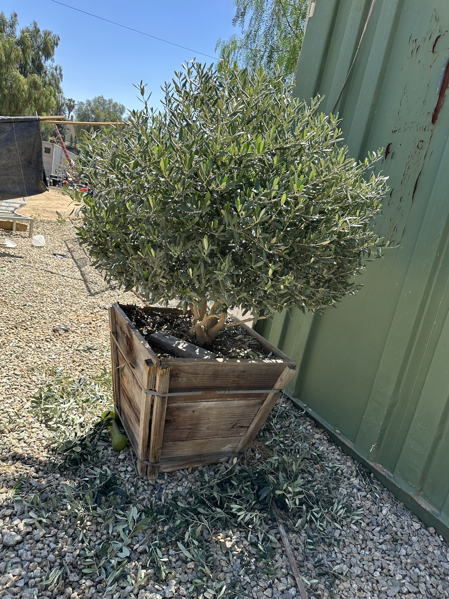 Dwaft Fruitless Olive Tree Topiary Bonsai Sphere Round Ball