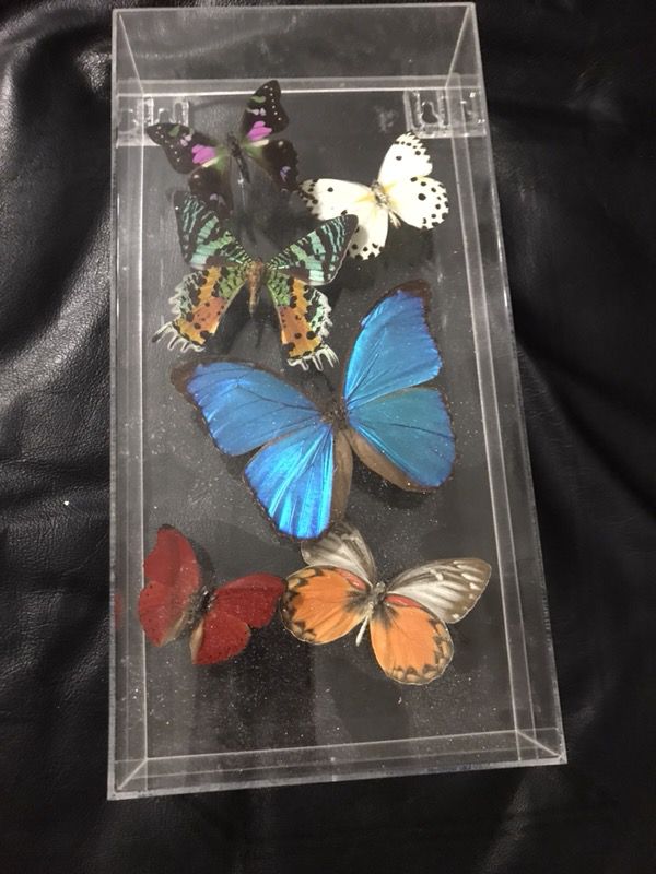 Assorted butterfly taxidermy