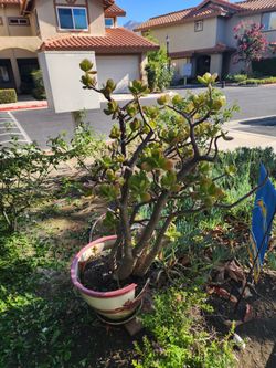 Free succulent. Pot is broken but plant is healthy