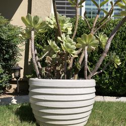 Large Potted Plant