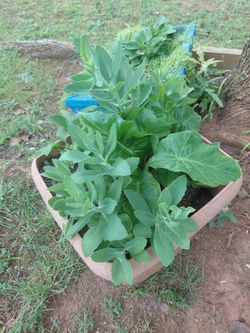 Large potted plant plant