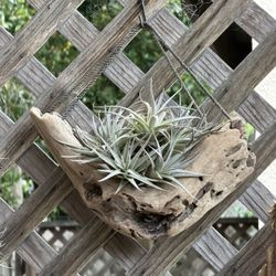 Airplants: Loose , Mounted , So Many Choices
