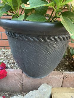 House plant 3 in one!!! On a big pot beautiful!! I’ll post lots plants here for sale I need. Sell I’m moving