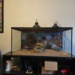 Bearded Dragon Terrarium 