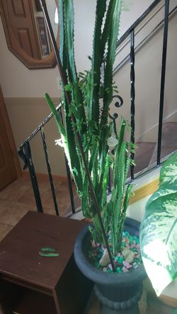 Dragon Bones Tree or Candelabra Cactus. 3' 10"