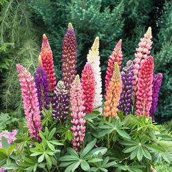 Mixed Colors Lupine Perennial Plants —