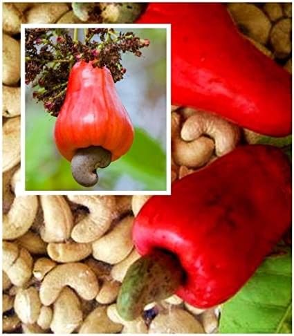 Red Cashew Trees Airlayered 🌳 In 3gal Arboles De Marañon Injertados 3gal