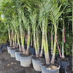 crhistmas palms Adonidias staring $15 3 feet tall ,6 /7 $75 8/9$150 foxtail  satring  $80