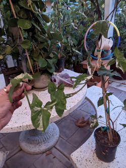 Albo Syngonium Variegated, French white Syngonium, Podophyllum Albo Variegatum, Variegated Syngonium
