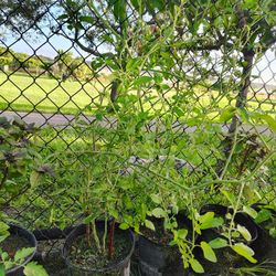  Cherry Tomato Plant 🍅  - $25