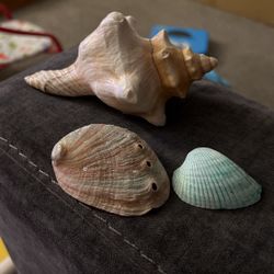 Assorted Sea Shells 