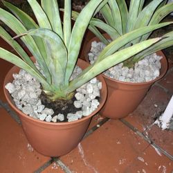 Agaves 
