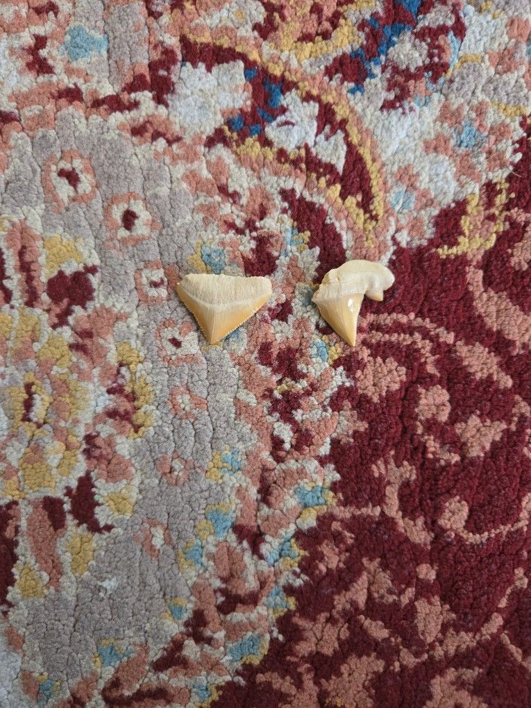 Two Shark Teeth