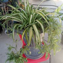 planta de liston tiene 2 colores con vase 