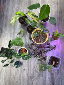 9 indoor plants bundle
