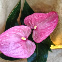 Anturio Rosa