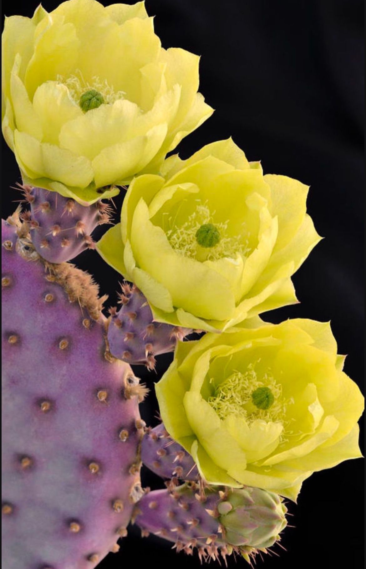 Beautiful Santa Rita Cactus Pads