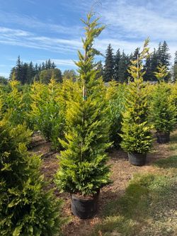 Golden cedar / evergreen conifer