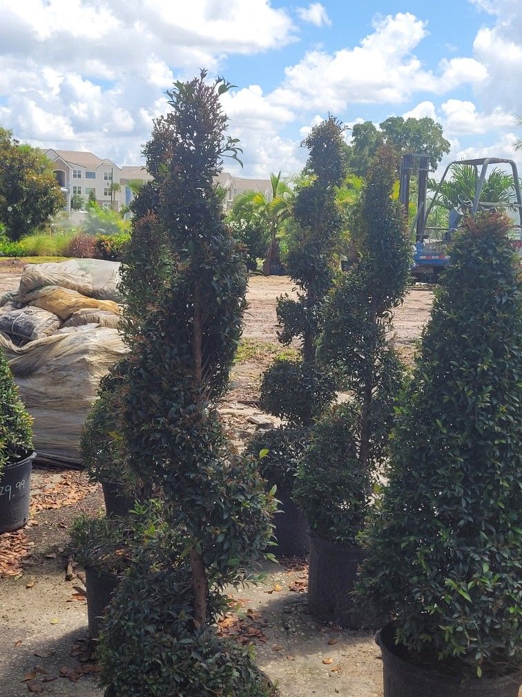 Topiaries