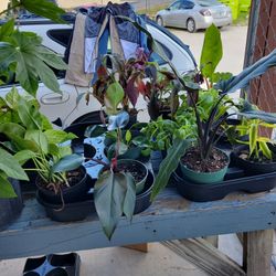 Exotic And Rare Plants,  Pink Lady. Birkin Varigated Cast 