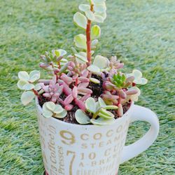 Succulent Cups 