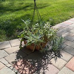 Sedums And blue ground cover