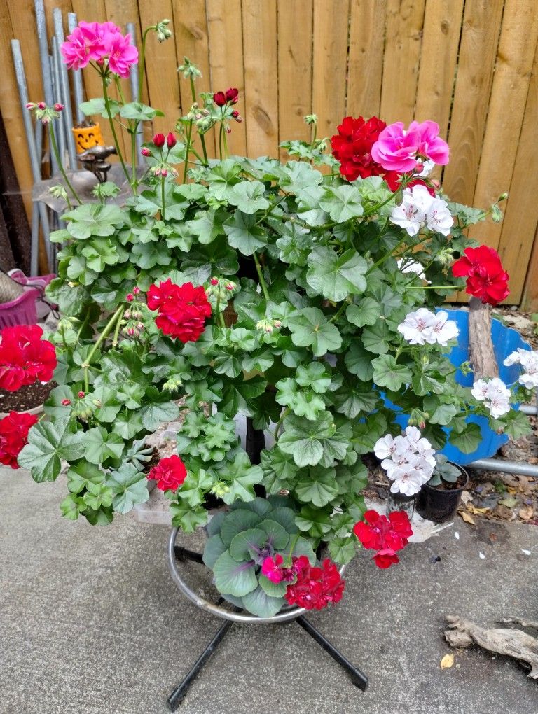 Plant Pot (Geraniums)