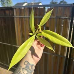 Plants/ Philodendron Golden