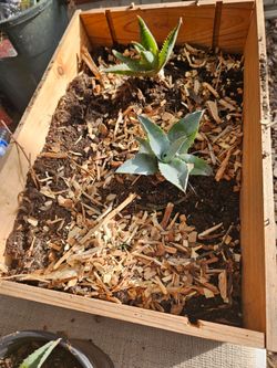 Really really free American Century Plant (Agave)