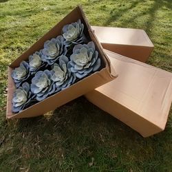 90 Fake Echeveria Succulents