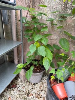 Mulberry plant tree