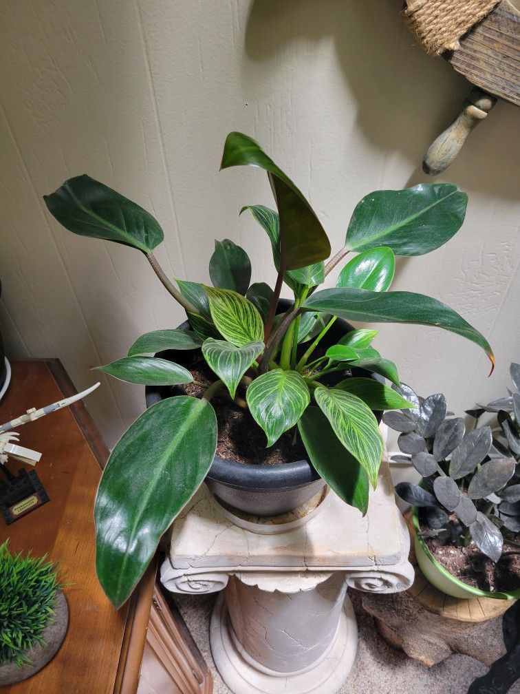 Rare Philodendron Birkin & Rojo Congo Houseplant