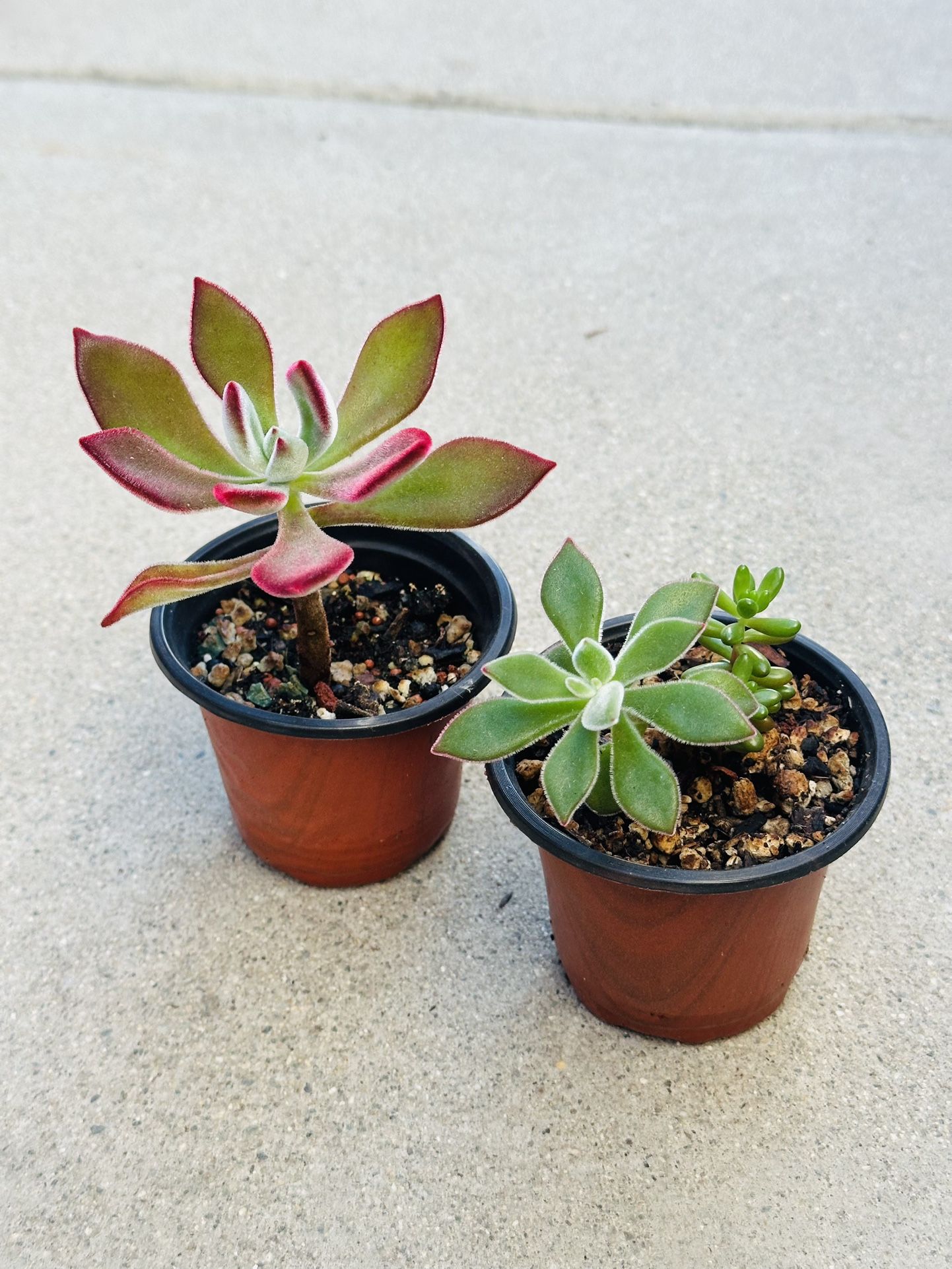 Succulents plants 🪴(2 for $5)