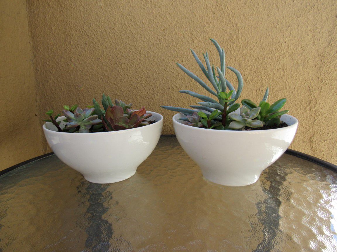 Set Of White Garden Pots With Succulents 