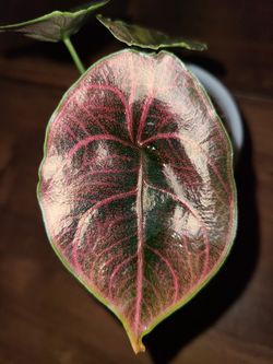 Alocasia azlanii