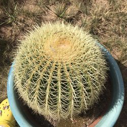 LARGE Golden Barrel Cactus  Echinocactus grusonii in a GIANT pot