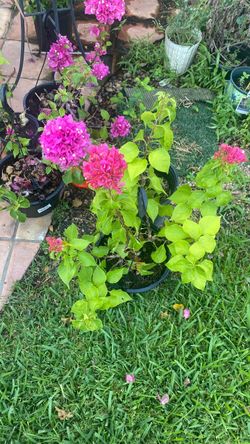 Bouganvilla
