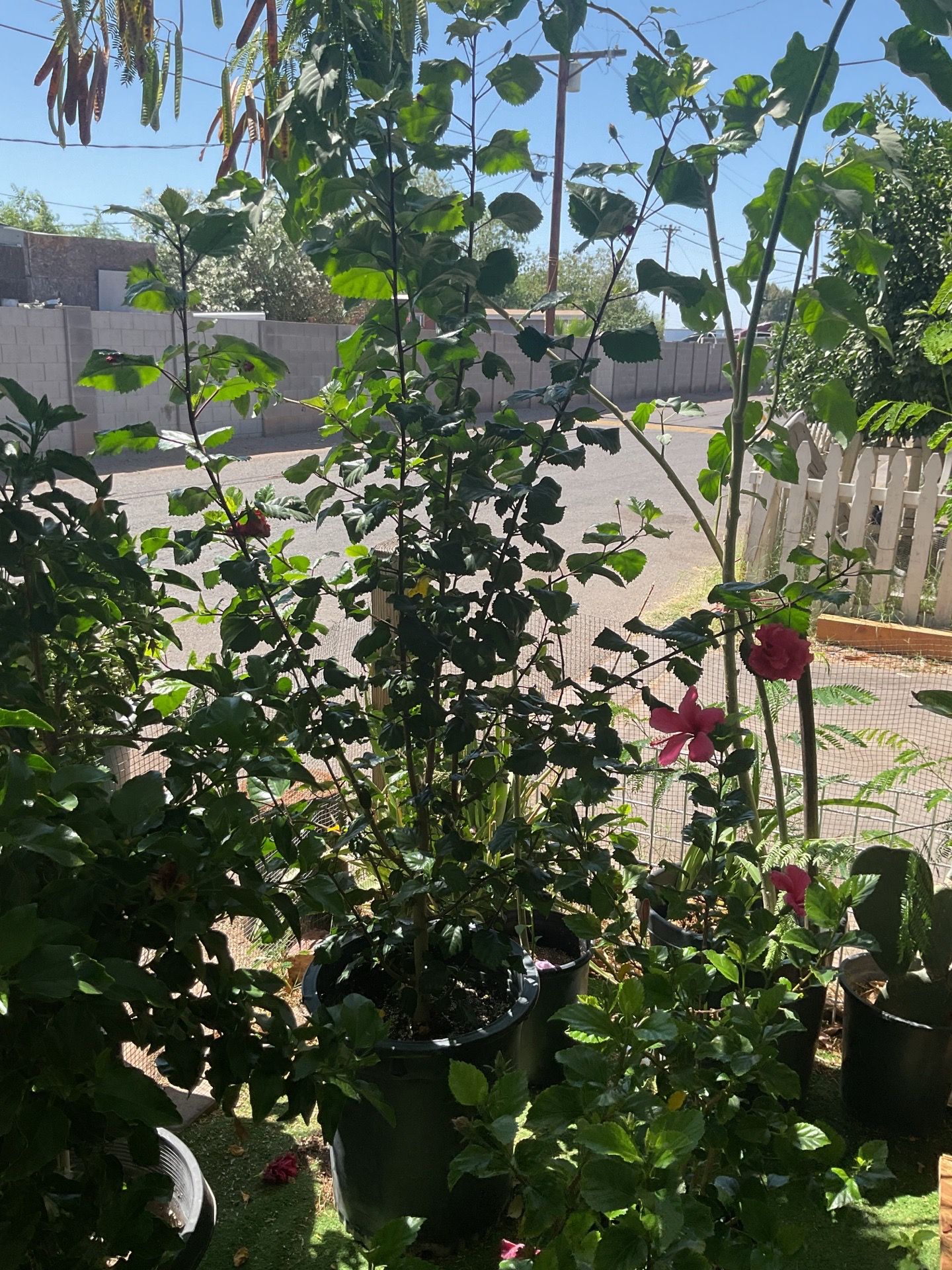 Dark pink hibiscus 🌺 plant