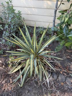 Yucca Plant