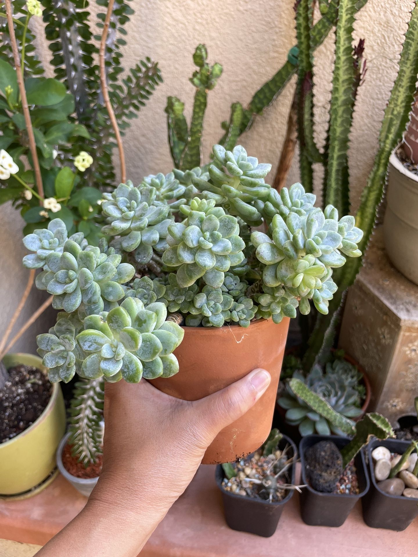 Succulents Pot