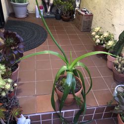 Pregnant Onion House Plant
